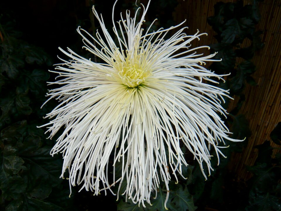 Bloom plant nature