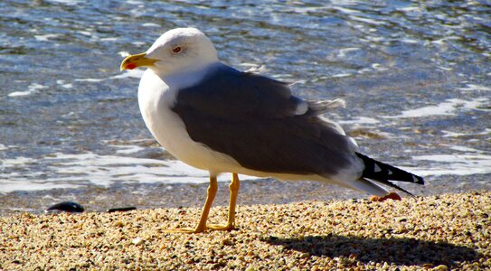 Beach sand sea photo