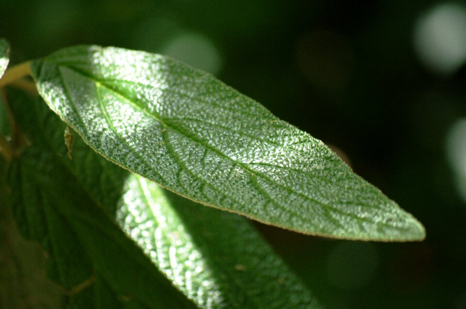 Foliage green light and shadow