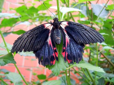 Butterfly insect black red