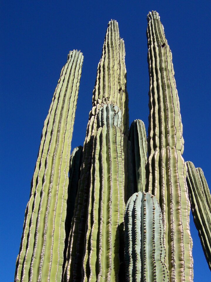 Landscape nature plant
