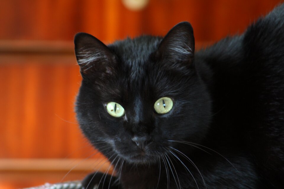 Cat pet animal