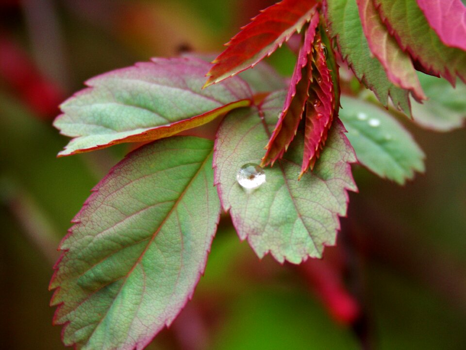Raindrop nature drop of water