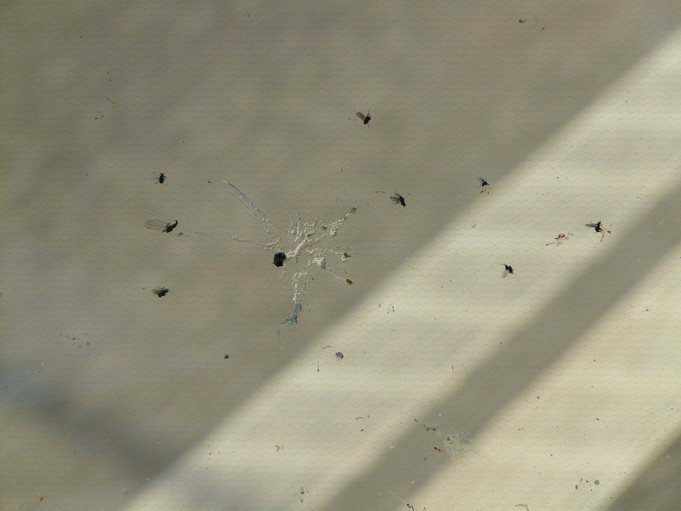 Mosquitoes smash mashed dead