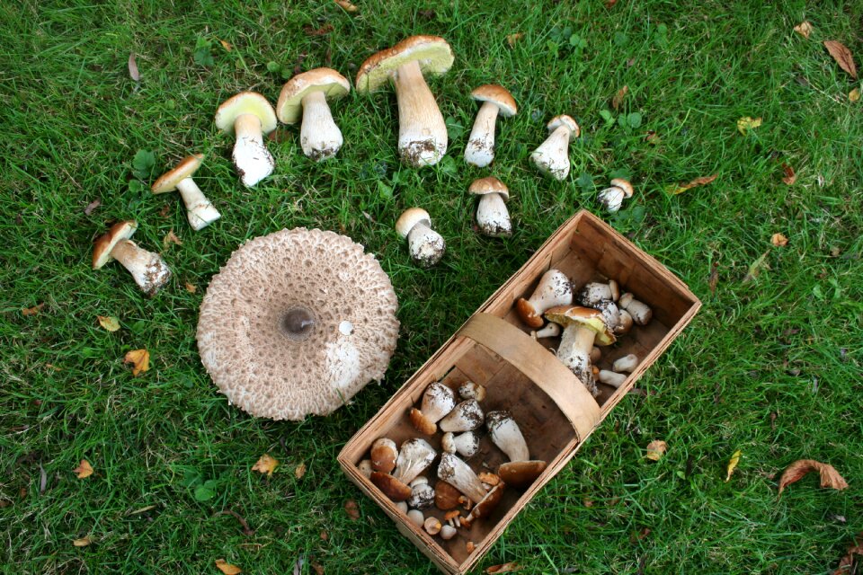 Green eat autumn