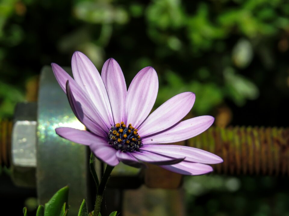 Summer nature blossom