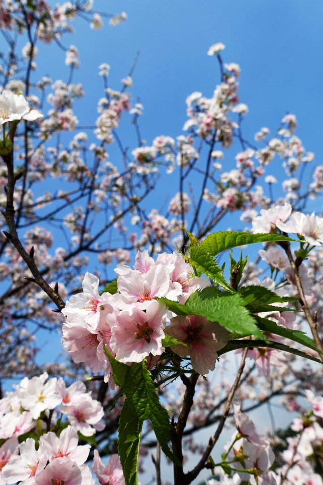 Mountain cherry blossoms plant photo