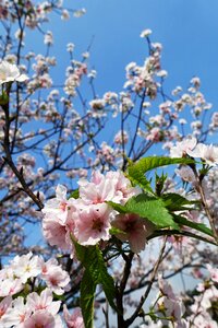 Mountain cherry blossoms plant photo