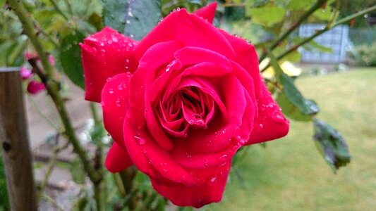 Rose bloom bloom summer