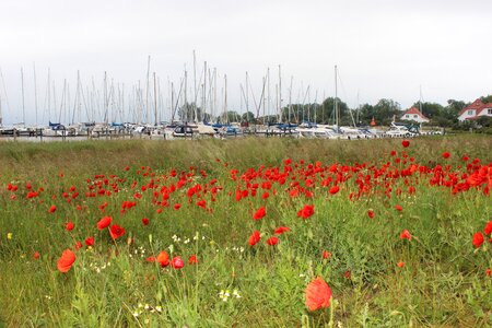 Boats sailing boats poppy
