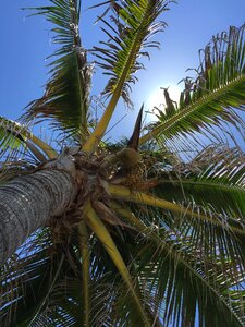 Nature fronds blue