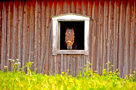 Summer animals animal world