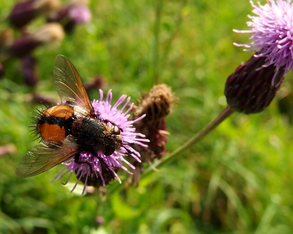 Fly thistle autumn grazing