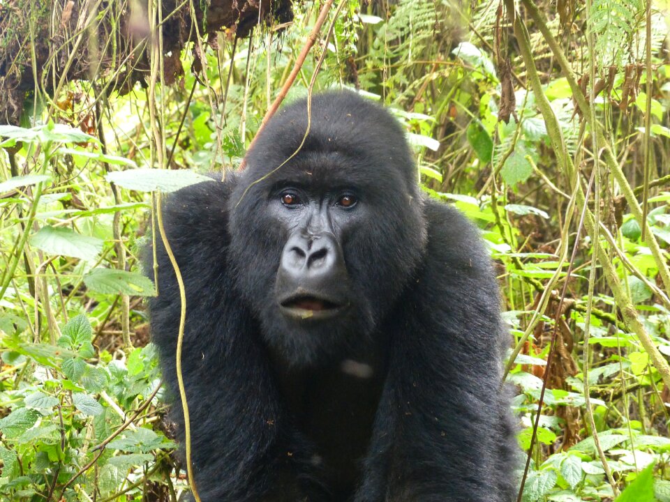 Rwanda nature safari