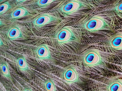 Zoo brka feather
