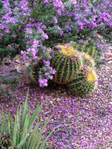 Golden barrel cactus flowering sonoran desert