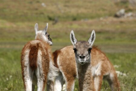 Animal south america patagonia