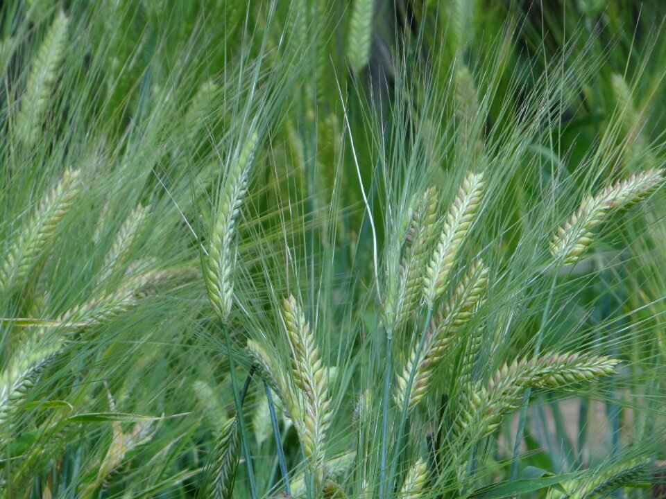 Cornfield green grain