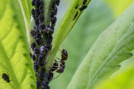 Insect macro aphid