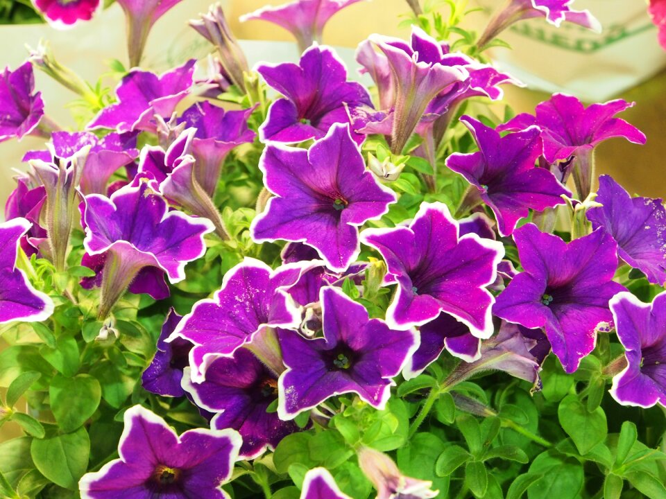 Short 牽 bovine flower purple white bian taipei
