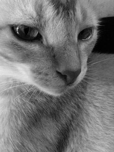 Domestic love feline