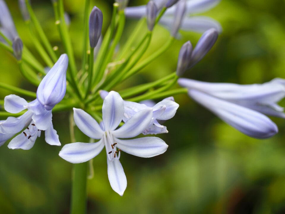 Agapanthus flowers summer flowers