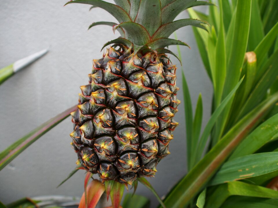 Potted plants 頂 garden