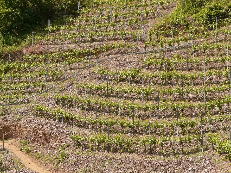 Wine steep location mosel