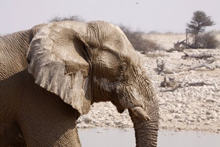 Animal pachyderm wild live