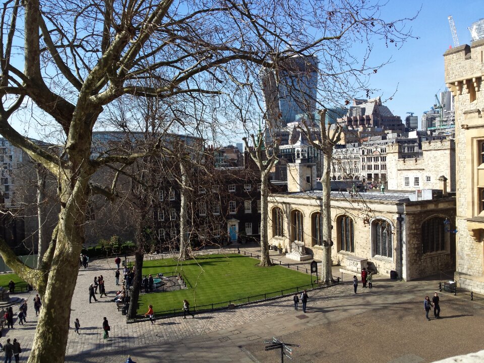 Tree tourist westminster