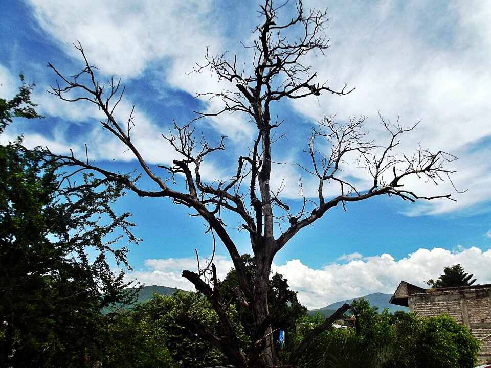 Sky trees sinister