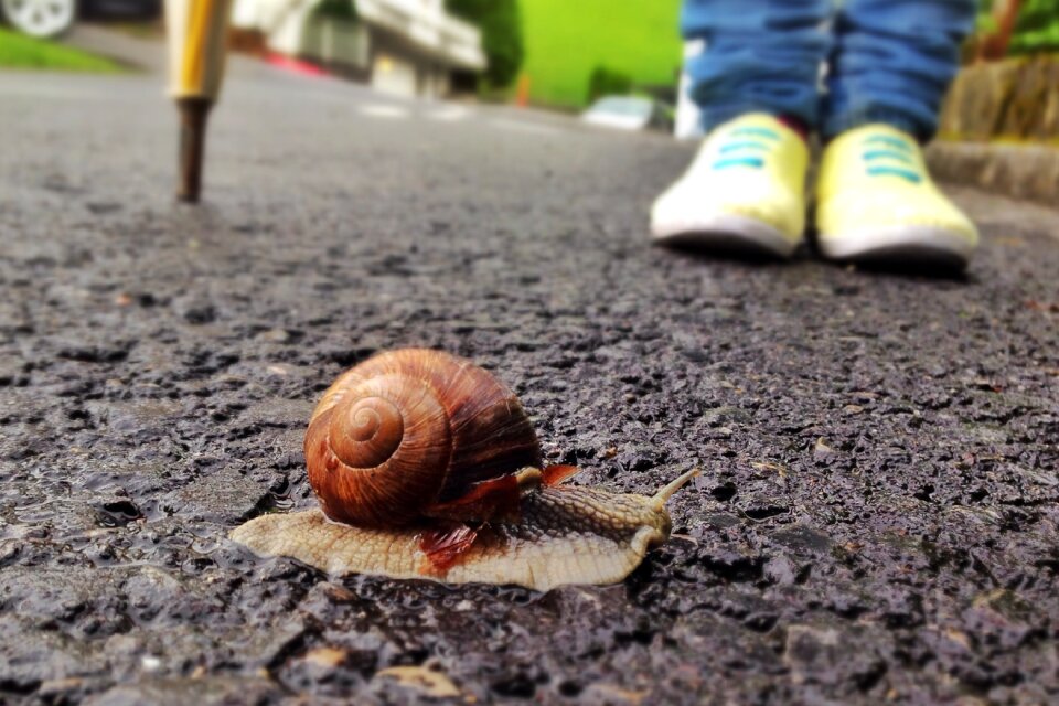 Animal slowly shell