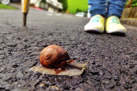 Animal slowly shell