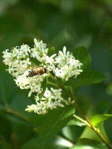 Bee bees to obtain nectar pollen