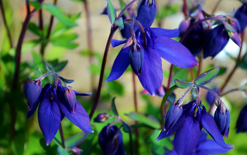 Summer plant floral photo