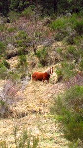 Costa brava mountains field