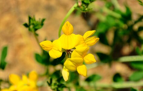 Summer plants wild yellow flower