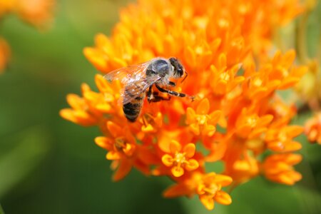 Orange honey orange bee photo