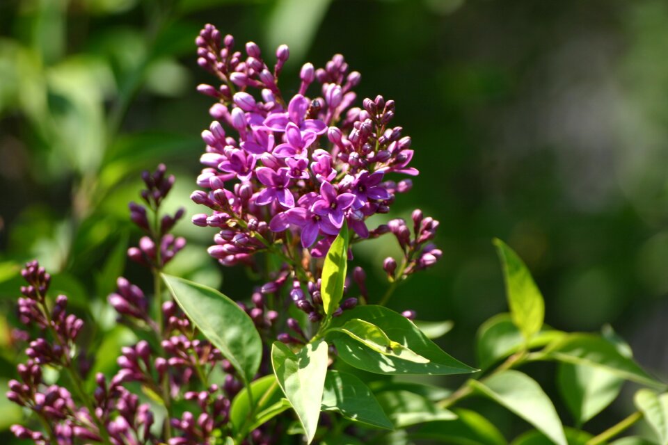 Blossom violet