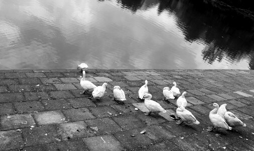 Duck water black and white photo