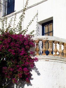Flower costa brava catalonia