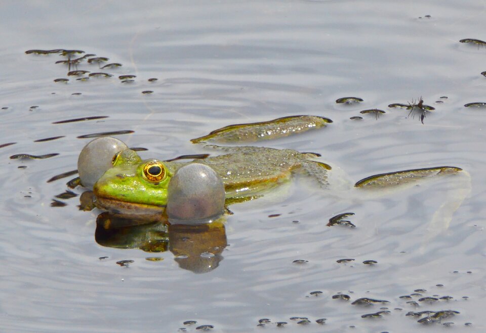 Green frog water high