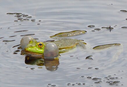 Green frog water high