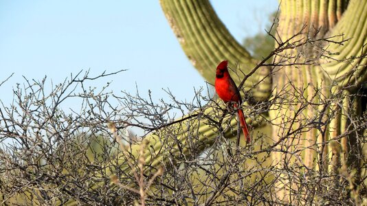Tucson southwest desert photo