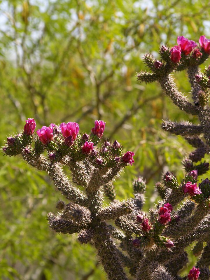 Desert cholla tucson