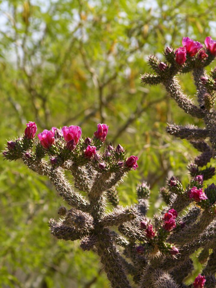 Desert cholla tucson photo