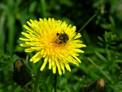 Bee yellow photo