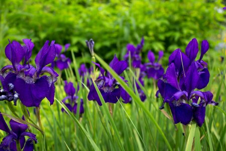 Flowers garden violet photo