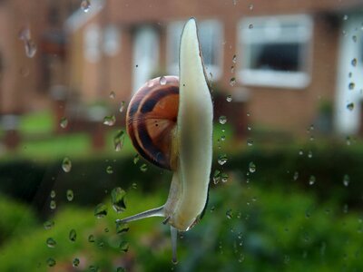 Rain rain drops nature photo