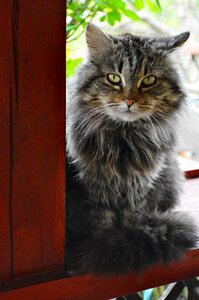 My favorite gray is watching